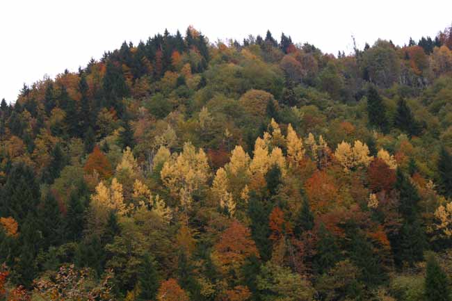 ladin2.jpg ladin2.jpg