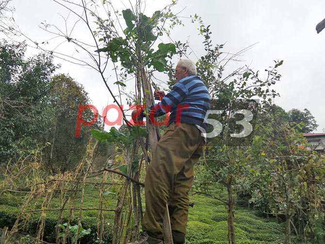 lahana02.jpg lahana02.jpg