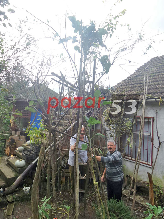 lahana03.jpg lahana03.jpg