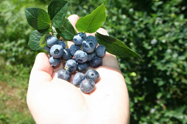 likapa1.20130625152832.jpg likapa1.20130625152832.jpg