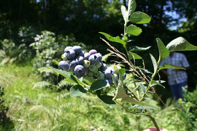 likapa2.20130625152756.jpg likapa2.20130625152756.jpg