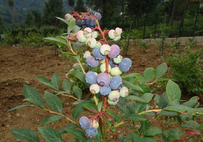 likapa2.jpg likapa2.jpg