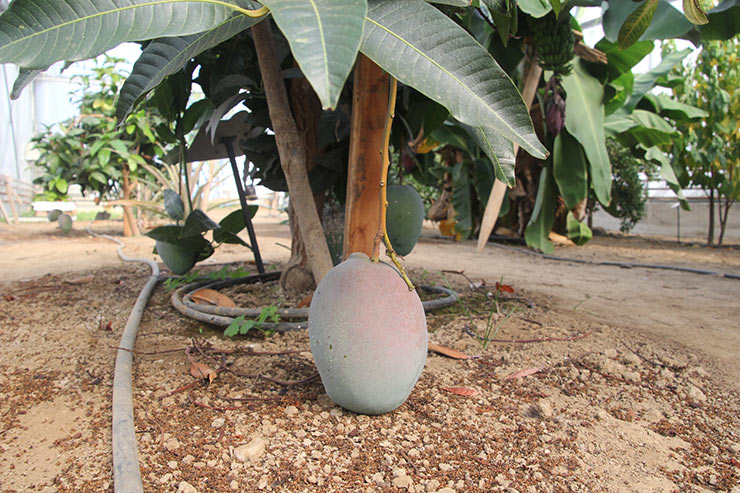 mango7.jpg
