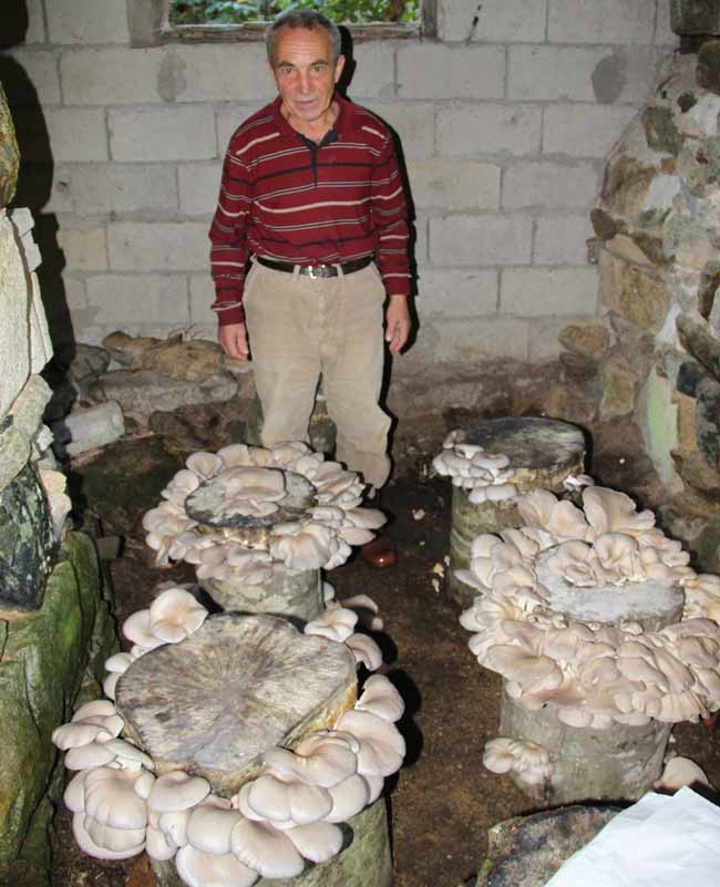 mantar1.jpg mantar1.jpg