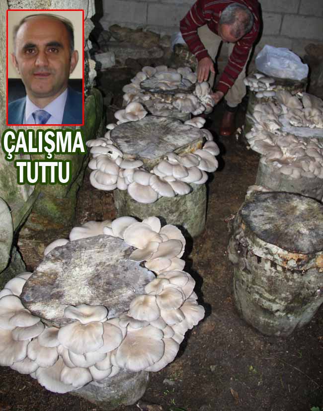 mantar2.jpg mantar2.jpg