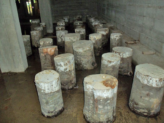 mantar3.jpg mantar3.jpg