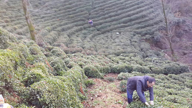 op3-001.jpg op3-001.jpg