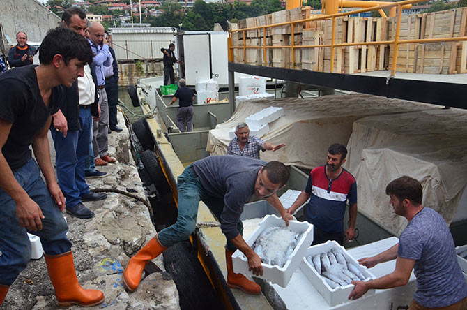 palamut-001.jpg palamut-001.jpg