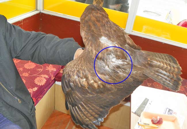 sahin3.jpg sahin3.jpg