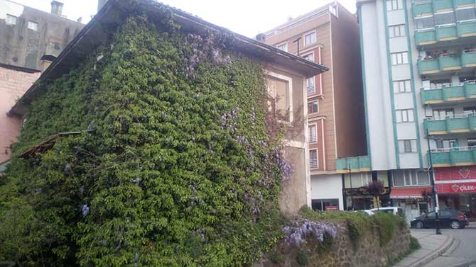 sarmasik1.jpg sarmasik1.jpg