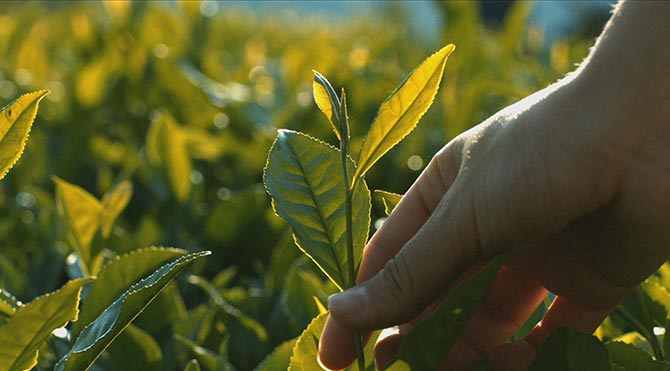 sezen3.jpg sezen3.jpg