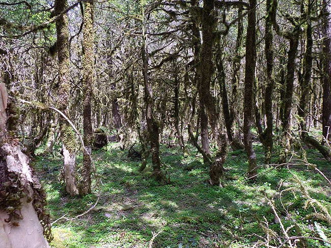 simsir1.jpg simsir1.jpg