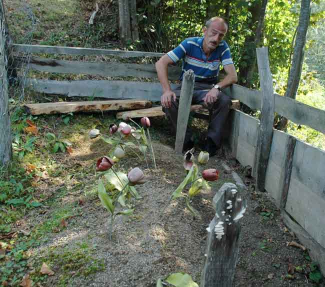 tatliturk.jpg tatliturk.jpg