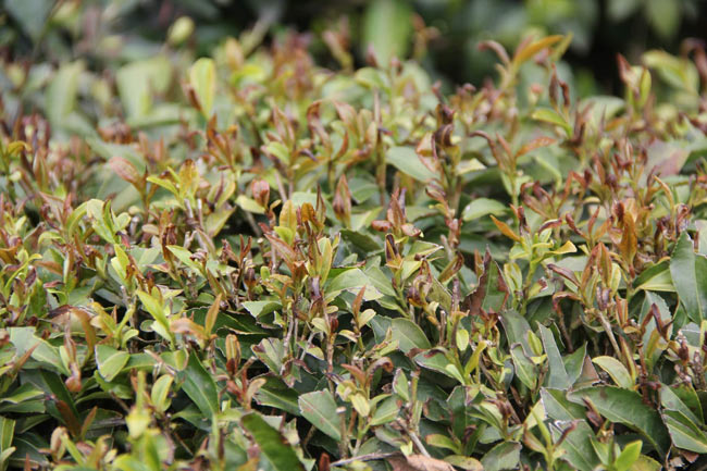 yabmiscay.jpg yabmiscay.jpg