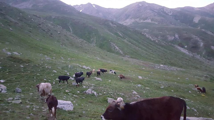 yayla04.jpg