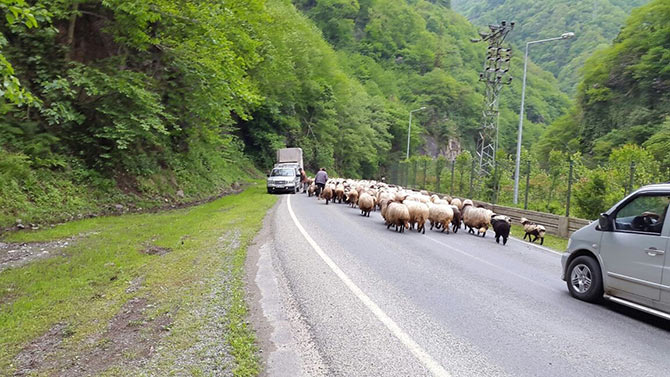 yayla1-001.jpg yayla1-001.jpg