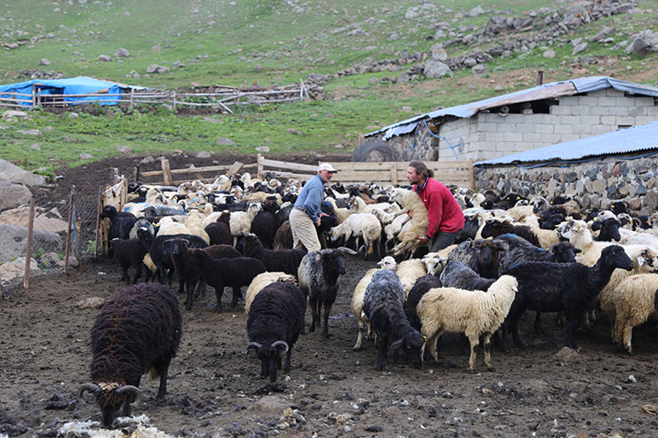 yayla1-027.jpg