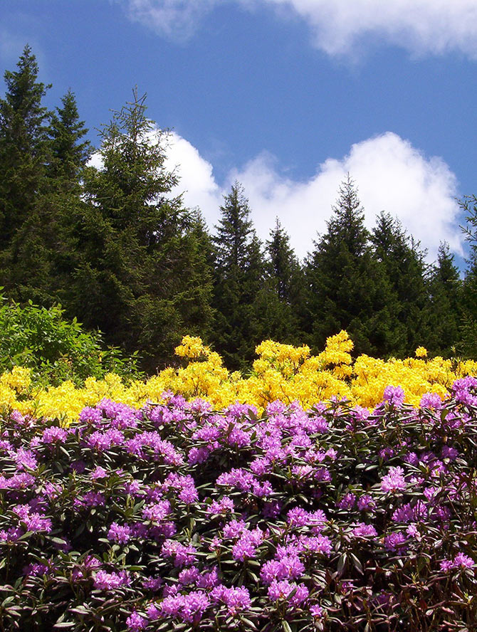 yayla2-002.jpg yayla2-002.jpg