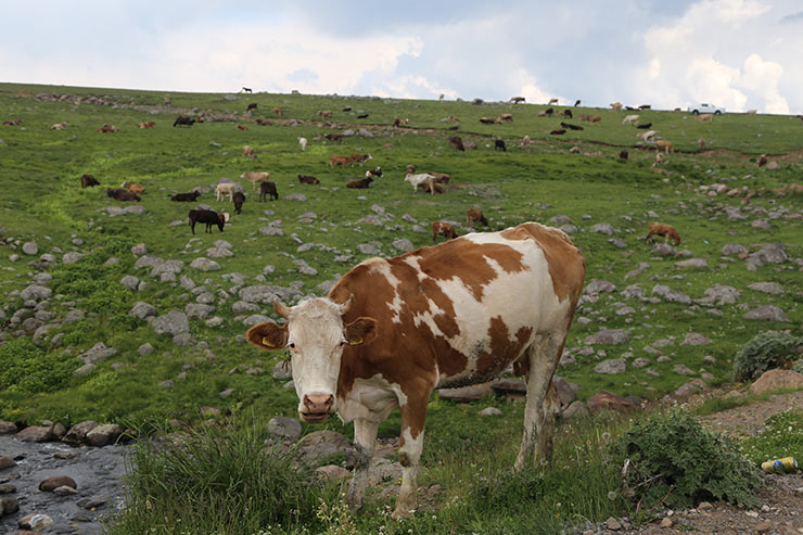 yayla8-006.jpg