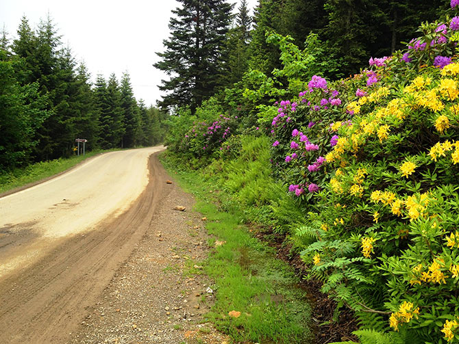 yesilyol-001.jpg yesilyol-001.jpg